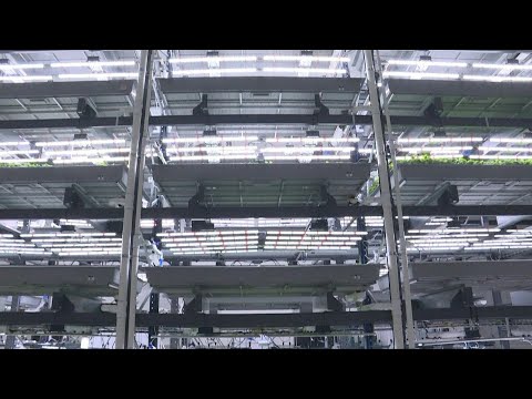 في نيويورك مزارع عمودية تعتمد التكنولوجيا المتطورة