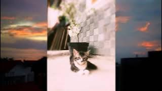 Video Status | Status Wa |Jujur | Story' Wa | Status bahasa jawa
