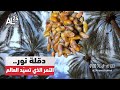 دقلة نور الجزائرية التمر الذي تسيد العالم دقلة نور الجزائرية التمر الذي تسيد العالم