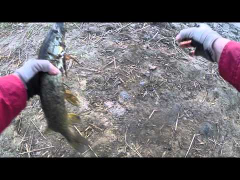 კუს ტბის პატარა ქარიყლაპია