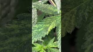 Chem D - variegation