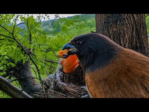 Rufous Treepie Bird Attacks Long-Tailed Shrike Bird Baby – Shocking Nest Attack @AnimalsandBirds107 