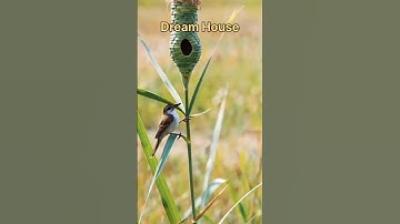 "Watch This Bird Build a Beautiful Nest – Nature’s Architect at Work!"#shorts #youtubeshorts #facts