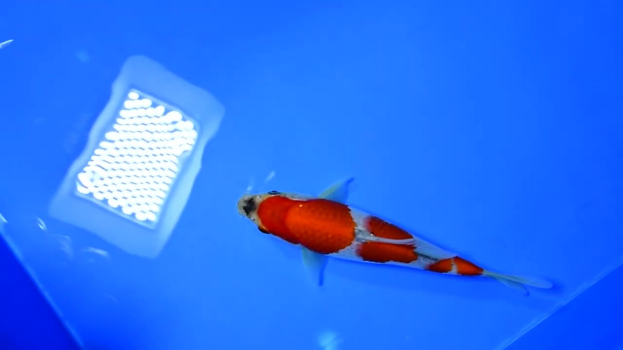 若鯉大会スペシャルオークション！】260302-199の出品鯉のご紹介