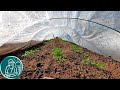  plantation de tomates sans plants en serre  arrosage des tomates et claircissage
