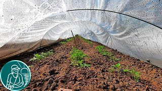 🍅 Planting tomatoes without seedlings in a greenhouse 🌱 Watering tomatoes and thinning