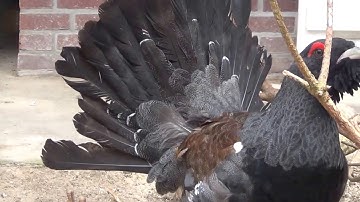 Displaying Western Capercaillie