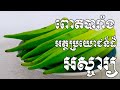 គុណប្រយោជន៍ដ៏អស្ចារ្យទាំង១០របស់ពោតបារាំងចំពោះសុខភាព - Health Inform