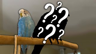 Dave Brought Home a NEW BIRD!  (Are Budgies BULLIES?)