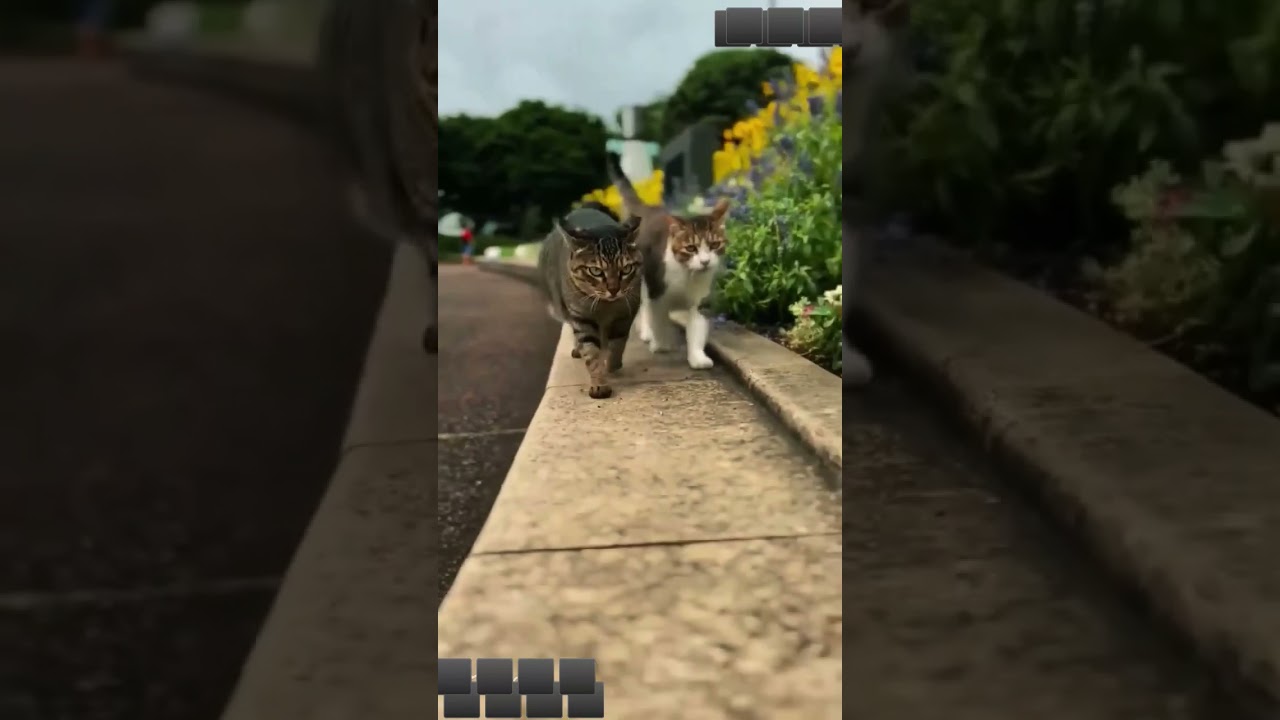 ❤️🩹🥀❤️🩹🥀 #viral #foryou #shortsvideo #youtubeshorts #tranding