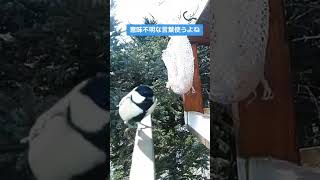言葉は考えて使いましょう#北海道野鳥LIVE#birdwatching#birdfeeder#野鳥観察#定点観測#北海道#hokkaido