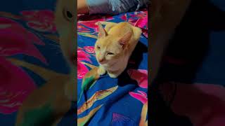 🤣🤣🤣😸😸😸😸 #creativework #Bithy's Diary