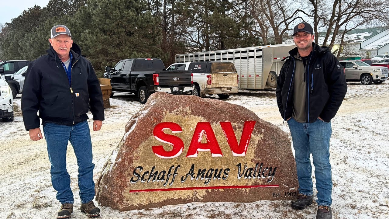 Приглашаем вас на 123-ю распродажу Schaff Angus Valley Sale!