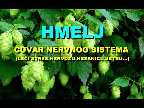 HMELJ - ČUVAR NERVNOG SISTEMA (LEČI STRES,NERVOZU, NESANICU,JETRU...)