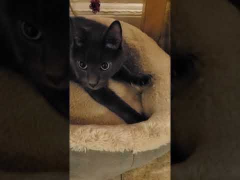 Cat sharpening claws ASMR sounds