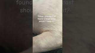 Should I gnomevsknight dog