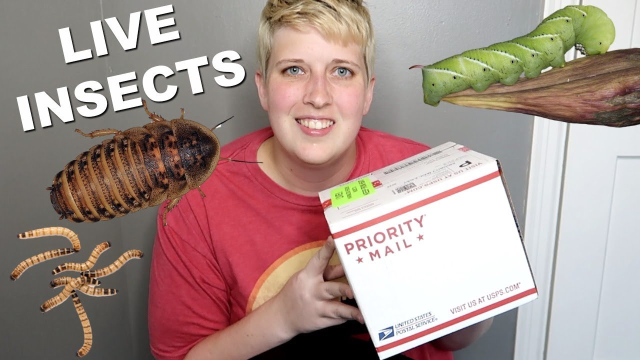 UNBOXING LIVE FEEDER INSECTS - YouTube