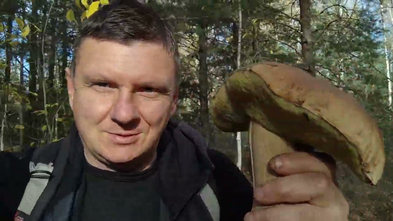 По грибы в Марьяновский лес. Чудо-белый гриб! (26.10.2025)