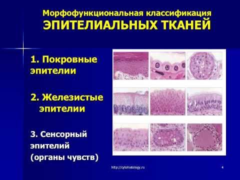 Видео: Удовлетворенность жизнью и мобильность: их связь с карьерными установками и связанными со здоровьем факторами среди аспирантов, обучающихся в университетах внутри ЕС и за пределами