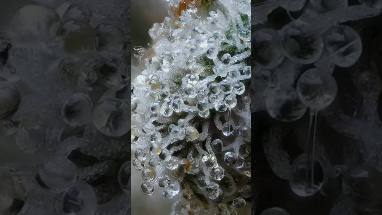 Dried Trichomes of the Cannabis Sativa Flower Under High Magnification!