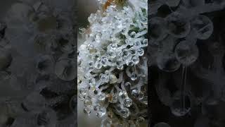Dried Trichomes of the Cannabis Sativa Flower Under High Magnification!