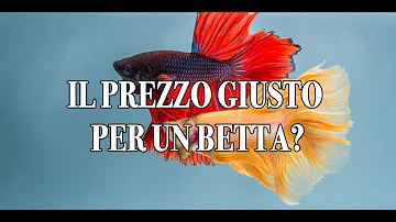 Che pesci possono stare con il Betta?