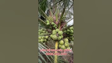 Dừa xiêm lùn bến tre