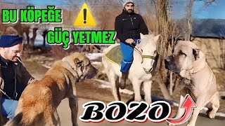 BOZONUN HEYBETİNDEN KÖPEKLER ÇEKİNİYOR  (KANGAL DOG)