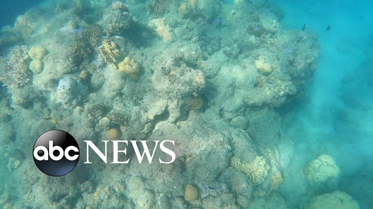 Warming temperatures have devastating impact on coral reefs