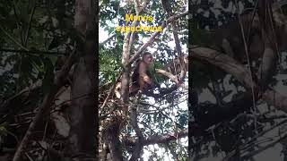 Capuchin Monkeys シViral