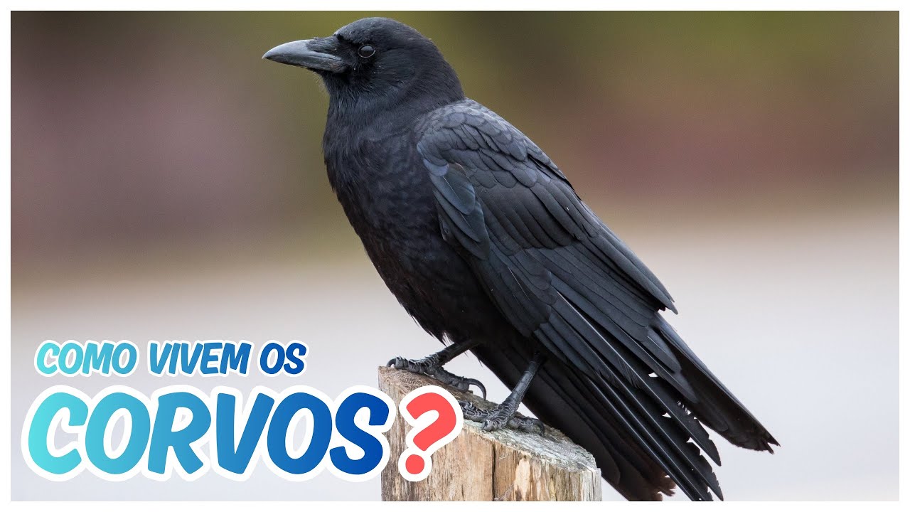 CORVOS - CURIOSIDADES E FATOS INCRÍVEIS