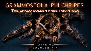 Chaco Golden Knee Tarantula: A Grammostola pulchripes Documentary. by robbies talking ts 1,835 views 1 year ago 5 minutes, 25 seconds