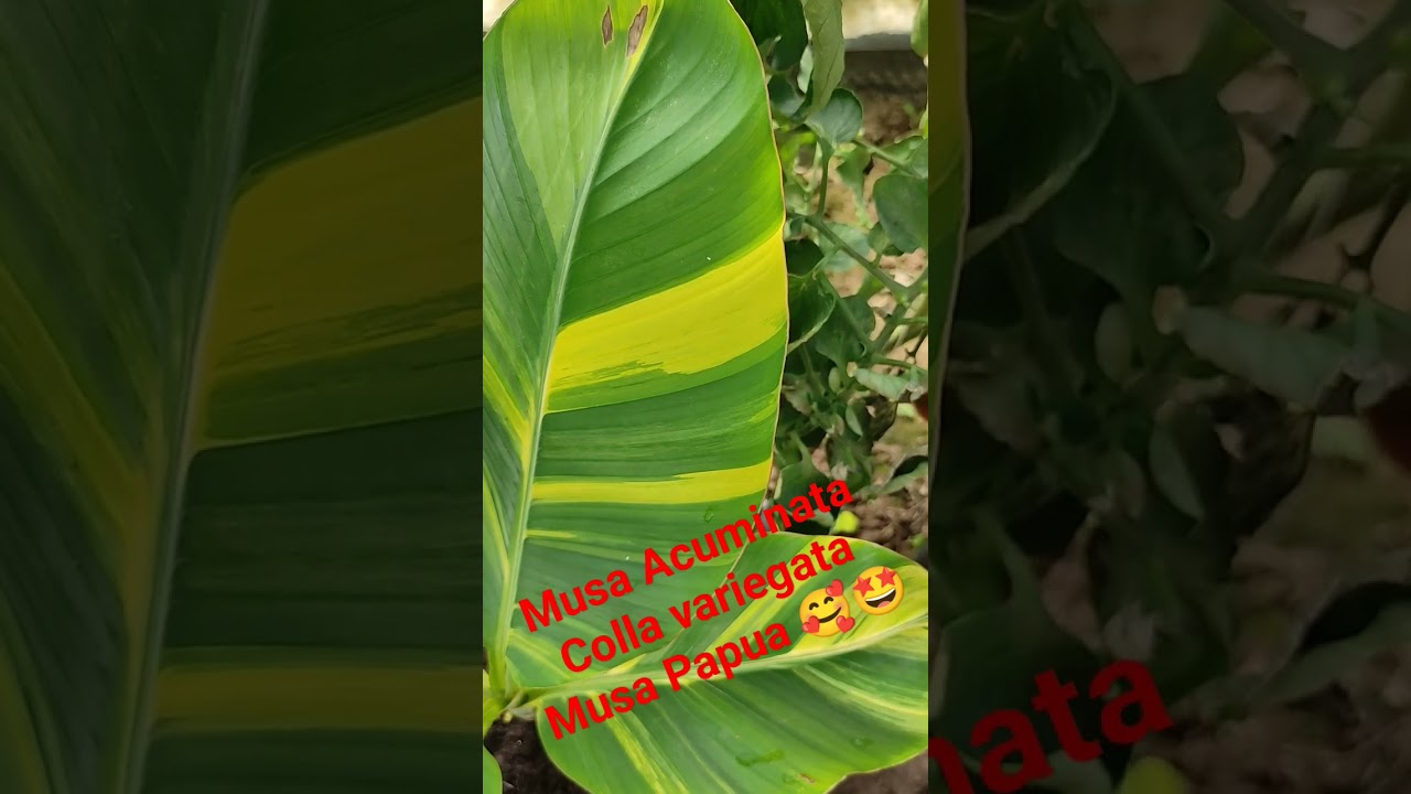 musa variegata kaufen Musa 'Florida Variegata' For Sale main image 1