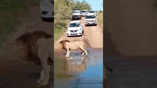 At gir forest viral shorts subscribe shortsvideo villagelife youtubeshorts funny dailyvlog