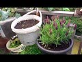 Selbstversorger Balkon Garten 