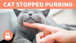 My CAT DOESN'T PURR  (Why and What to Do)