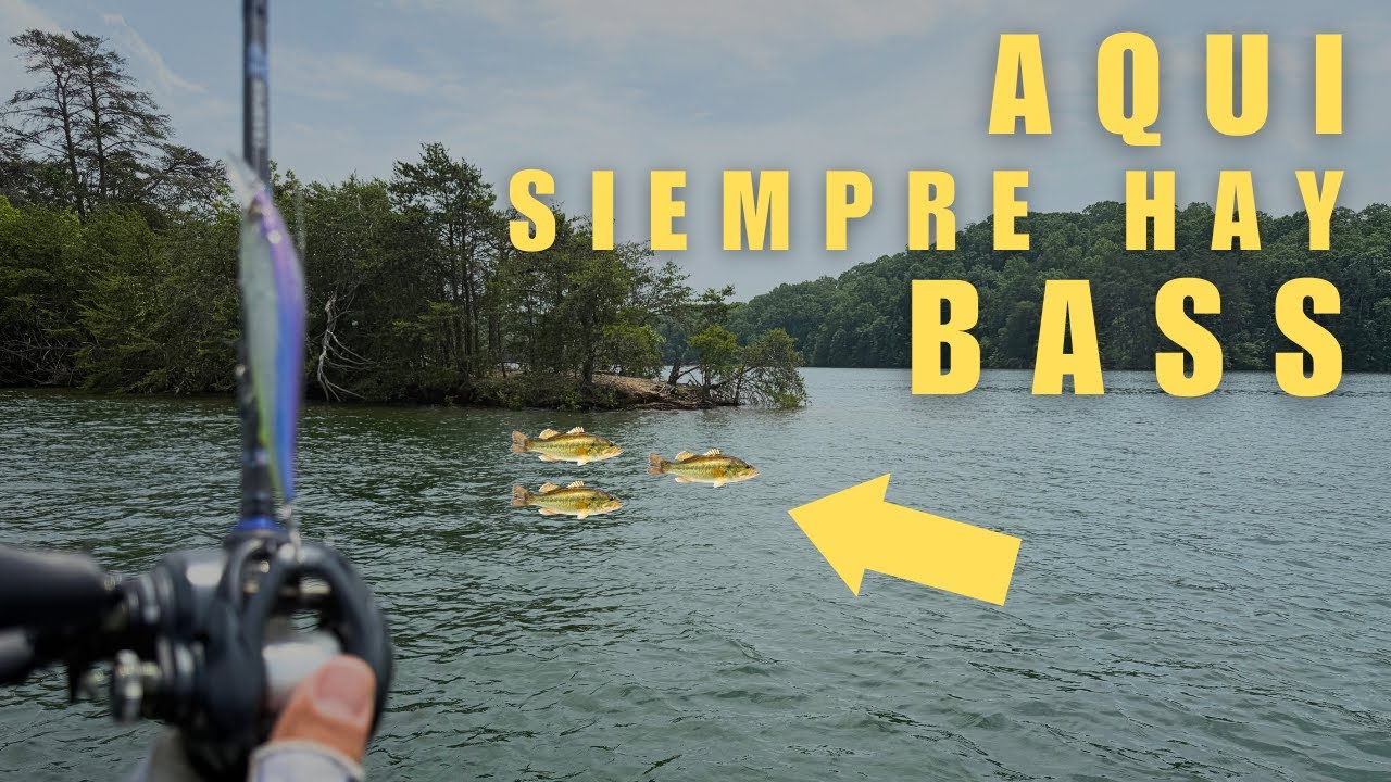 Dónde siempre puedes encontrar black bass? | Zonas seguras todo el año