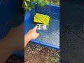 台風とゲリラ豪雨でカメが水没しました…