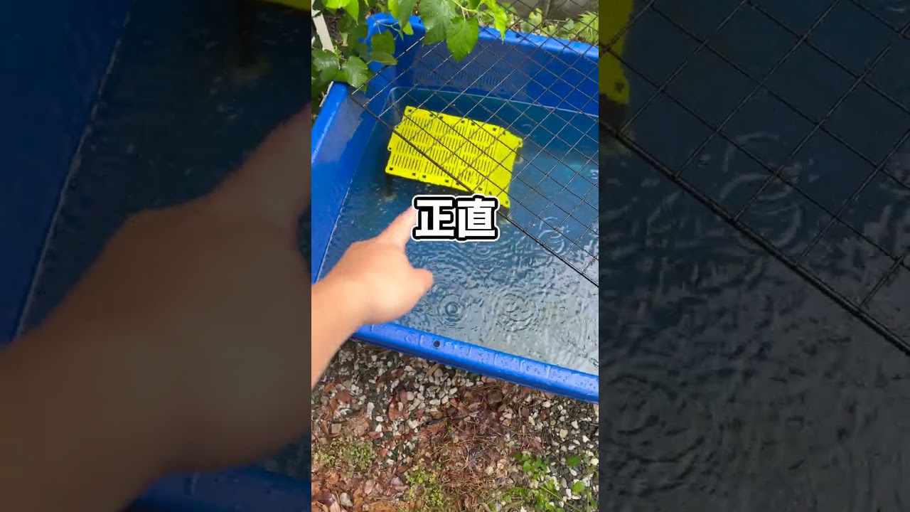 台風とゲリラ豪雨でカメが水没しました…