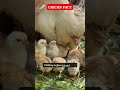 Baby Chicks Talk to Each Other Before Hatching! 🐣🗣️ #DidYouKnow #AnimalFacts #FarmFacts