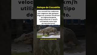 ¡Los cocodrilos cubanos son capaces de galopar a 17 km/h! 🐊💨