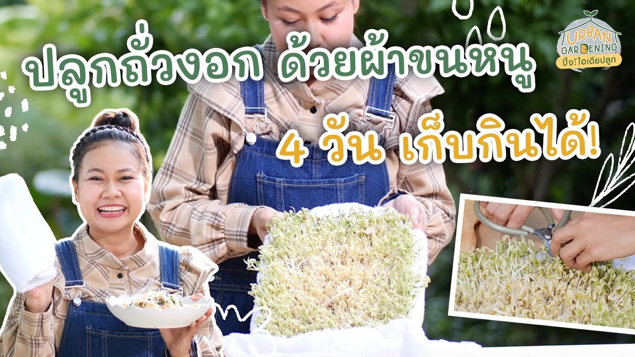 ปลูกถั่วงอกง่าย ๆ ด้วยผ้าขนหนู | Urban Gardening ปิ๊ง! ไอเดียปลูก