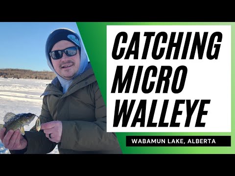 Catching Micro Walleye While Ice Fishing at Wabamun Lake, Alberta