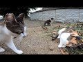 猫の集会　楽しそうに木登りしているかと思ったら