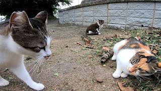 猫の集会　楽しそうに木登りしているかと思ったら