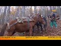 Конете на България: Каракачанските коне, автор Диана Александрова