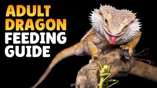 What Can Bearded Dragons Eat?  Bearded Dragon Feeding Guide!