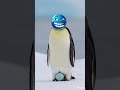 Pingwin cesarski – król Antarktydy! ❄️🐧