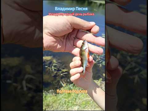 Владимир Песня / Боже бережи Украину #shortvideo #shorts #short