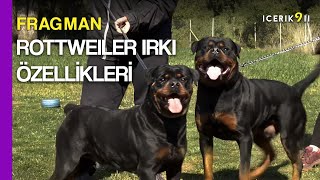 Rottweiler Irkı Hakkında Hiç Duymadığınız Bilgiler İçerik 911 Fragman